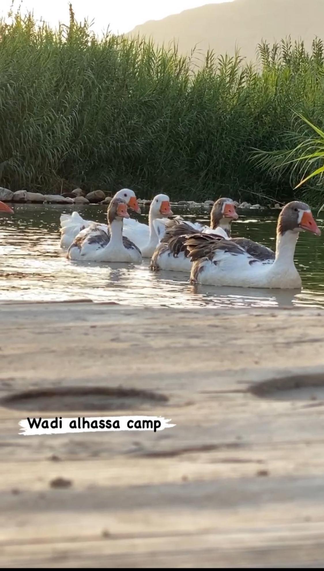 فندق Wadi Al-Hassa Camp Khawkhah المظهر الخارجي الصورة
